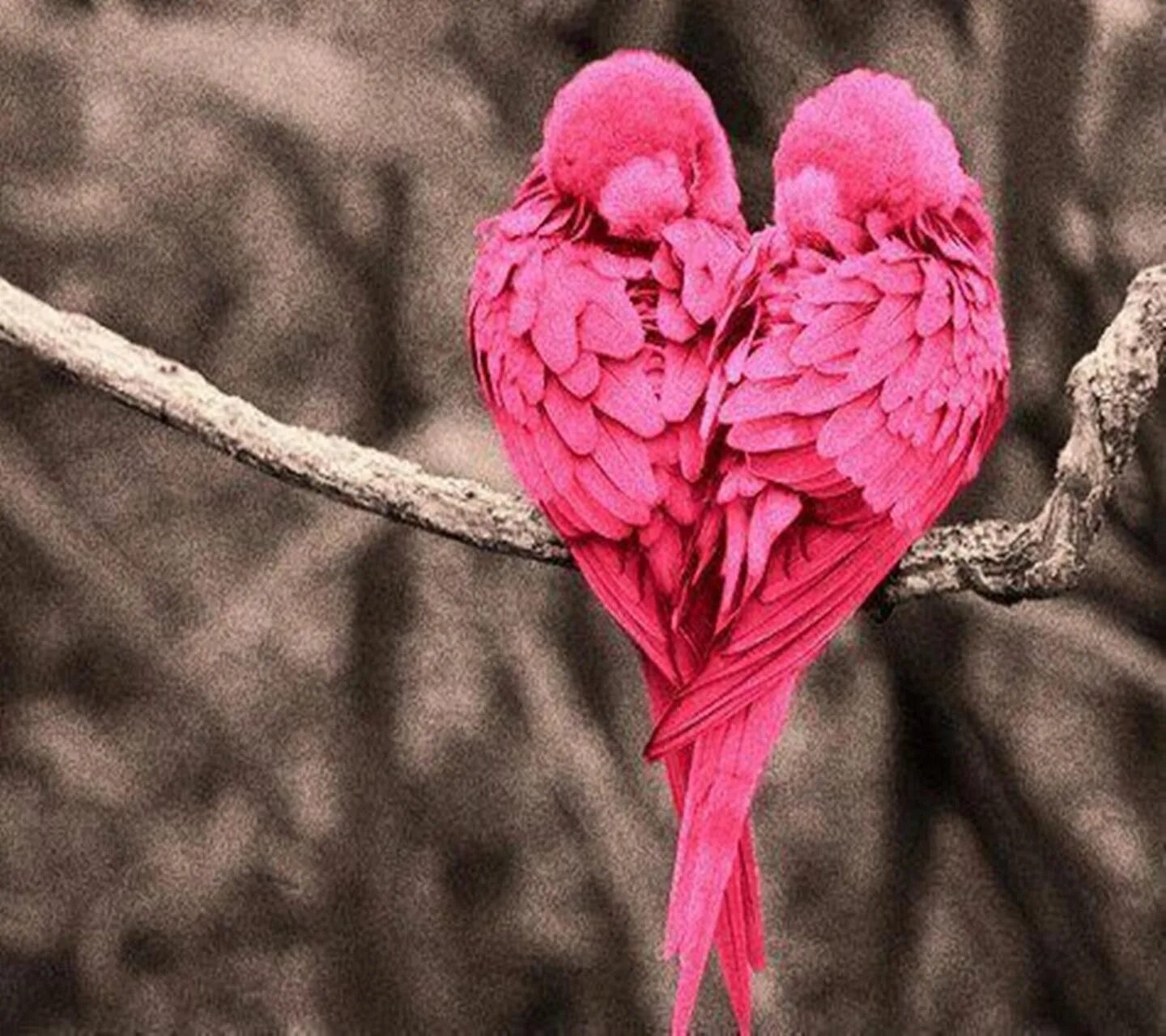 Розовая птица. Влюбленные птицы. Красивые птицы. Красивые попугаи.
