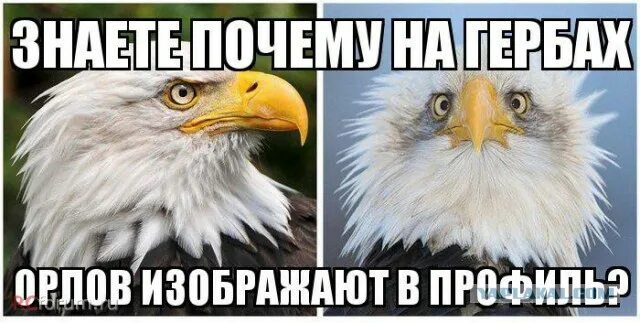Орел могильник фото - Фото Календарь