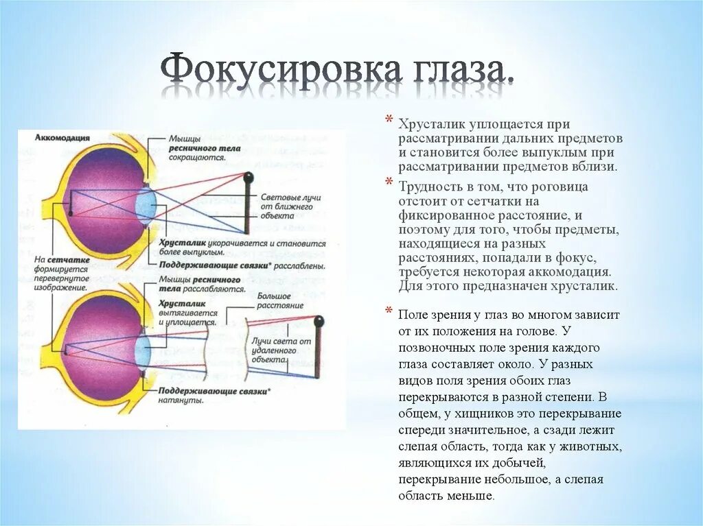 Фокусировка глаза человека. Фокусировка глаза. Фокусирующий аппарат глаза. Фокусирует изображение на сетчатку.