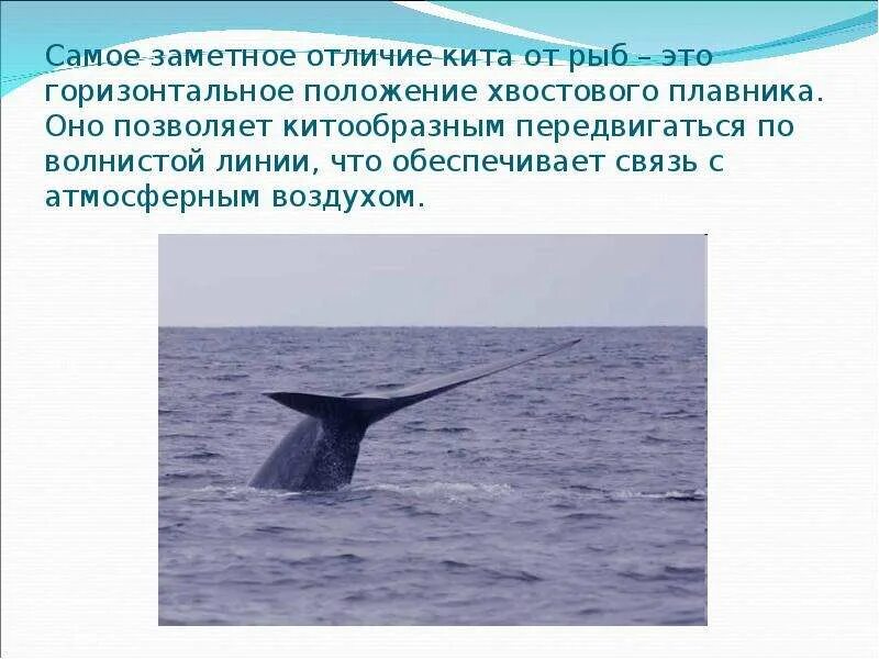 Китообразные значение в природе и жизни человека. Презентация по китообразные. ластоногие и китообразные. хвостовой плавник кита. отряд китообразные и ластоногие.