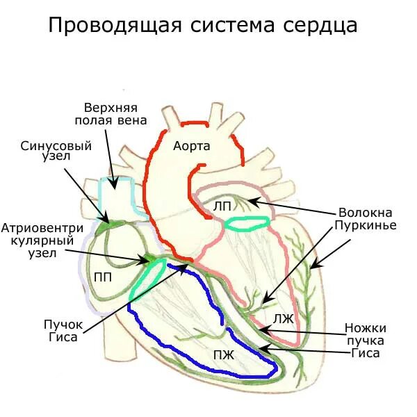 Пучок пуркинье. Строение проводящей системы сердца. Схема строения проводящей системы. Схема проводящей системы сердца. Схема проводящей системы сердца анатомия.