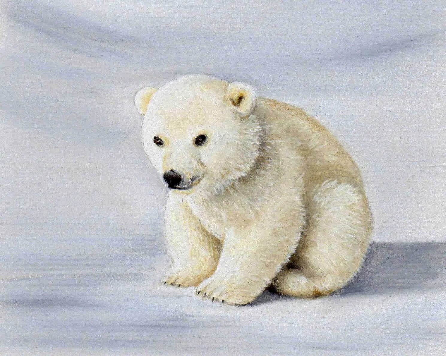 Белые картинки для детей. Белый медведь рисунок. Белый медведь рисунок для детей. Рисунки Белова медведя. Белый Медвежонок рисунок.