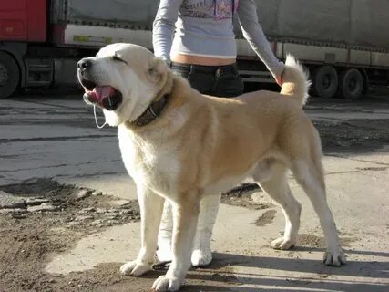 Алабай бойцовская