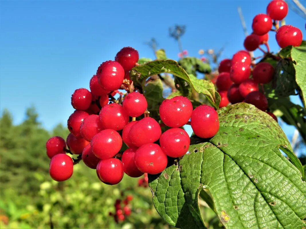 Калина самоплодная. Пятигорская красная калина. Калину красную. Калину красную давай. Сергиевская калина красная.