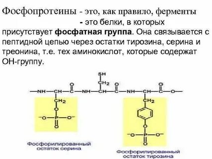 Фосфопротеины