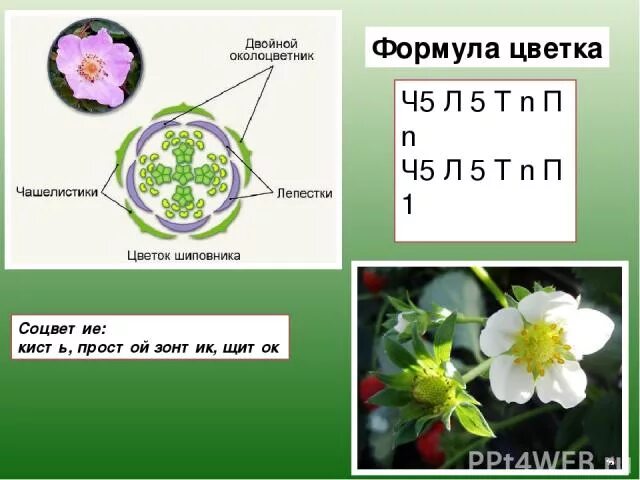 Ч5л5т п какой цветок. Формула цветка ч5л5т. Формула цветка ч5л5т бесконечность п1. Что такое формула цветка в биологии. Ч5 л5 т5 п1 формула цветка семейства.