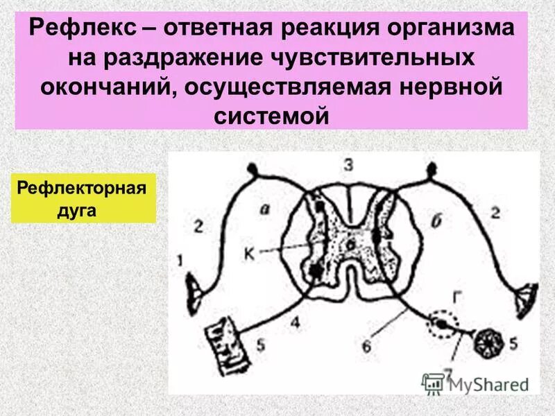 Нервно рефлекторный механизм