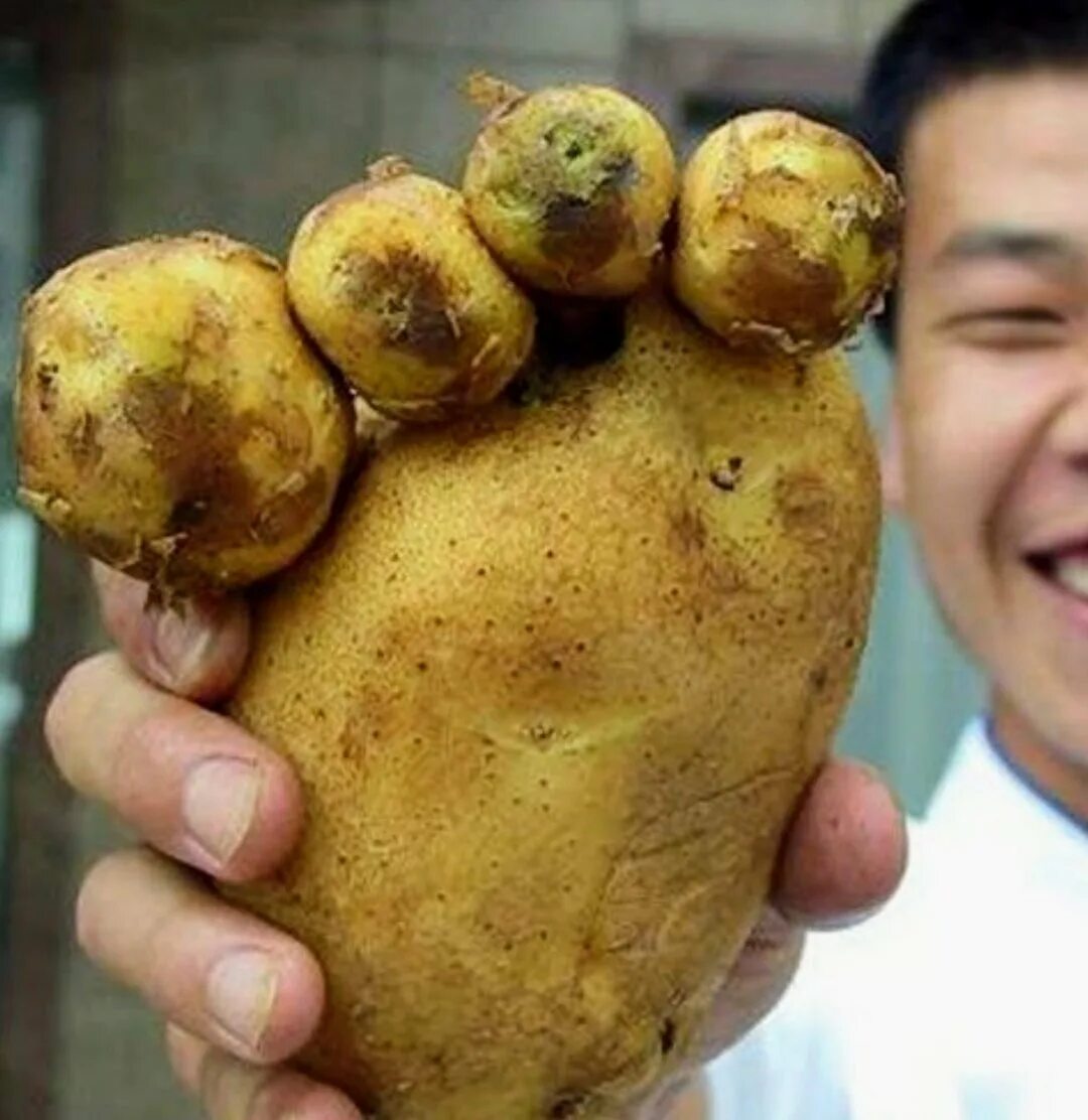Предок картофеля. Необычный картофель. Смешная картошка. Странные фрукты.
