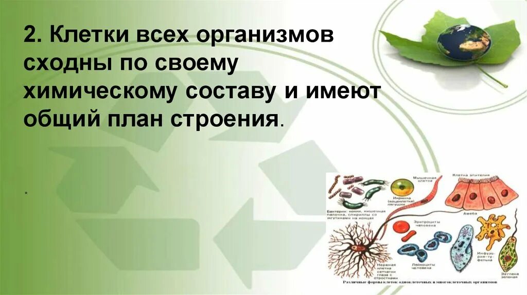 Ответ клетки всех живых организмов. Клетки всех организмов сходны. Клетки всех организмов сходны по своему. Все клетки сходны по химическому составу. Клетки сходны по химическому составу и имеют общий план строения.