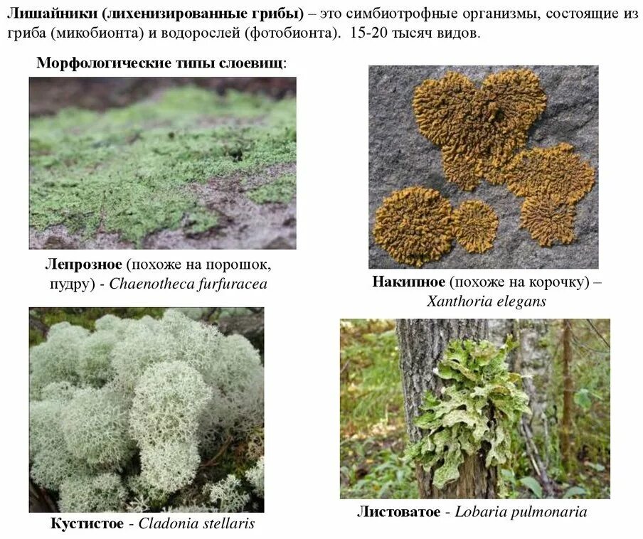 Чем отличаются лишайники от грибов. Лихенизированные грибы лишайники. Лепрозное слоевище. Накипное слоевище лишайника. Морфологические формы лишайников.