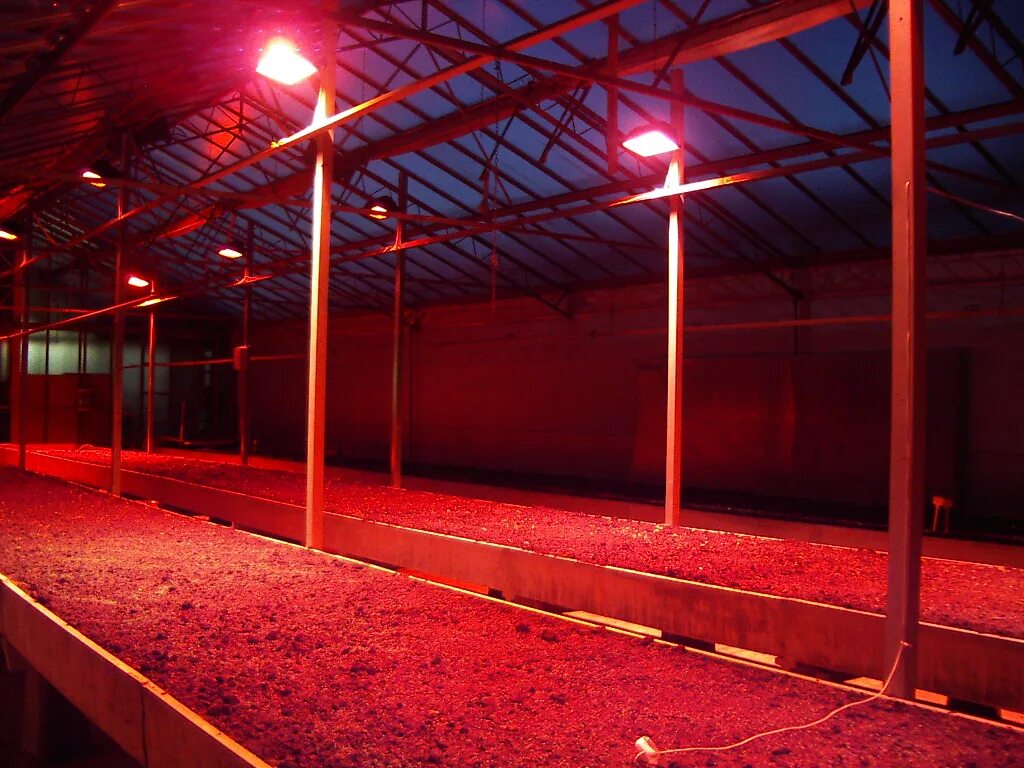 Инфракрасная лампа для обогрева теплицы. Обогревающие лампы для теплиц. Инфракрасные лампы для теплиц. Тепличный обогреватель мt-150. Инфракрасный обогреватель для теплиц 200вт.