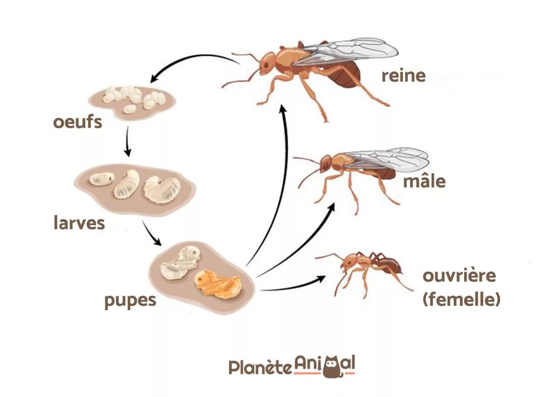 Цикл развития муравья схема. Развитие с неполным превращением у муравья. Жизненный цикл муравья. Стадия развития муравья яйцо личинка.