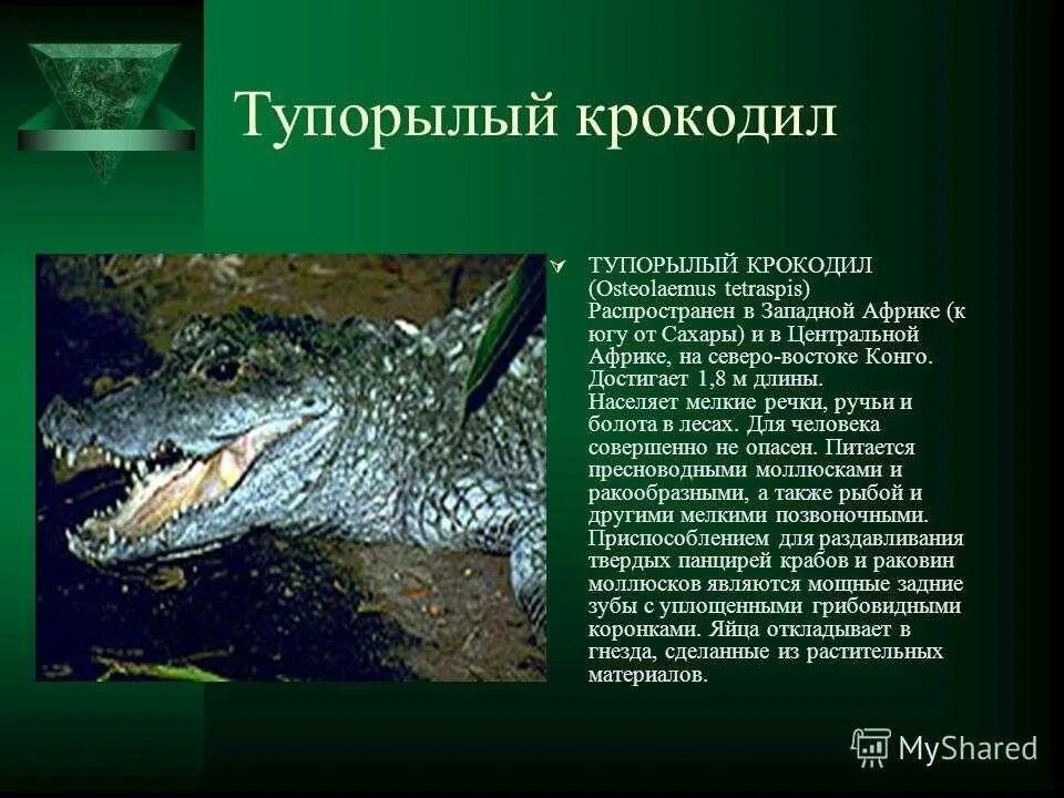 Купить крокодил про. Презентация на тему крокодилы. Сообщение о крокодиле. Представители отряда крокодилов. Класс пресмыкающиеся крокодилы.