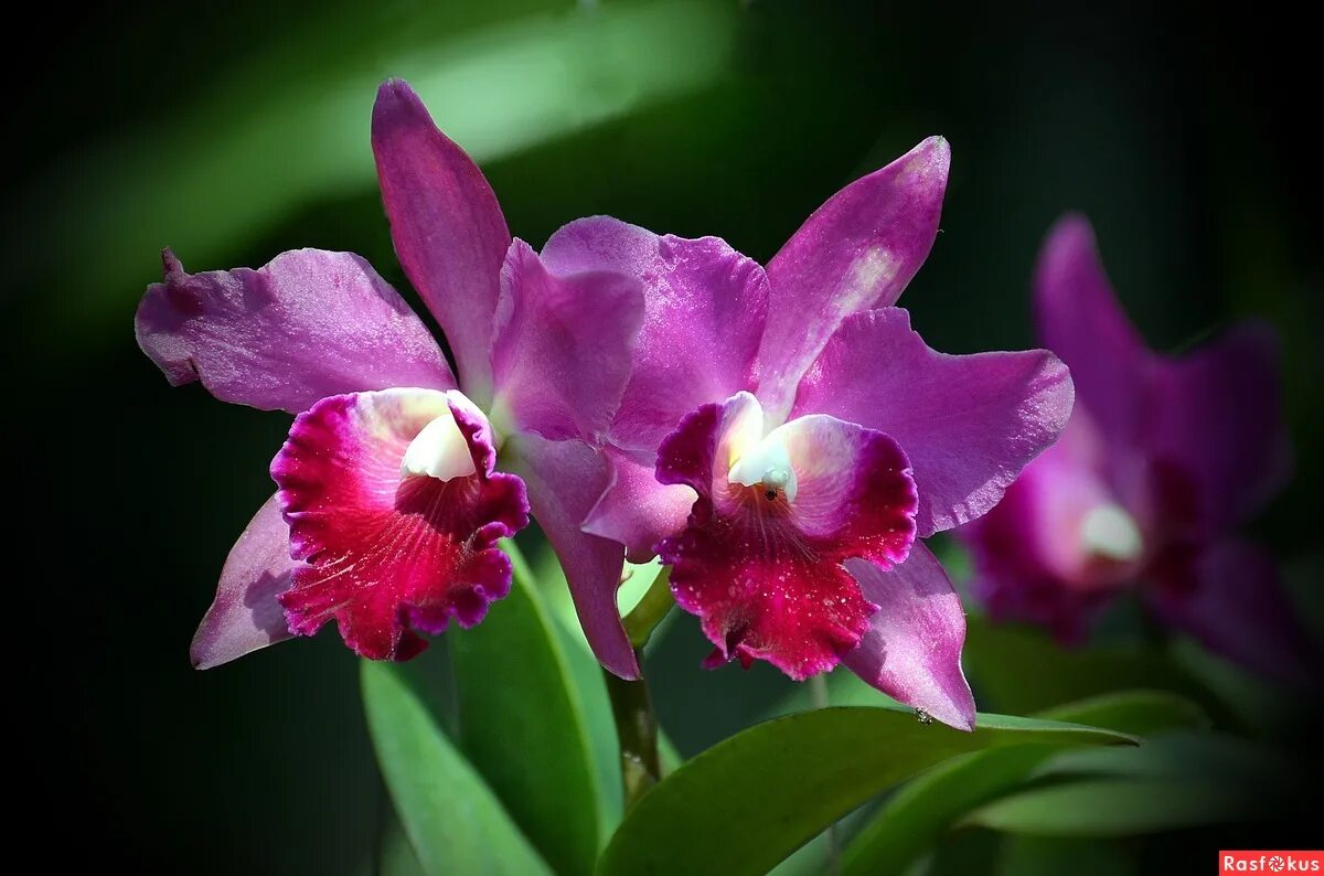 орхидеи в таиланде. орхидея тай. тайская орхидея горошек. сад орхидей в тайланде. фаленопсис монтрекс.