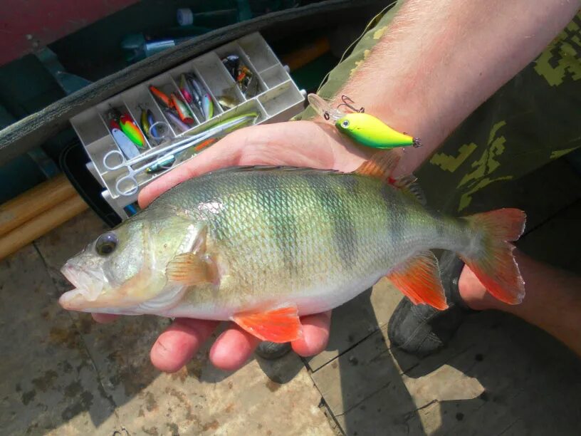 Димлама балик. Сом хариус. Судак карп. Малек судака. Карп ерш окунь.