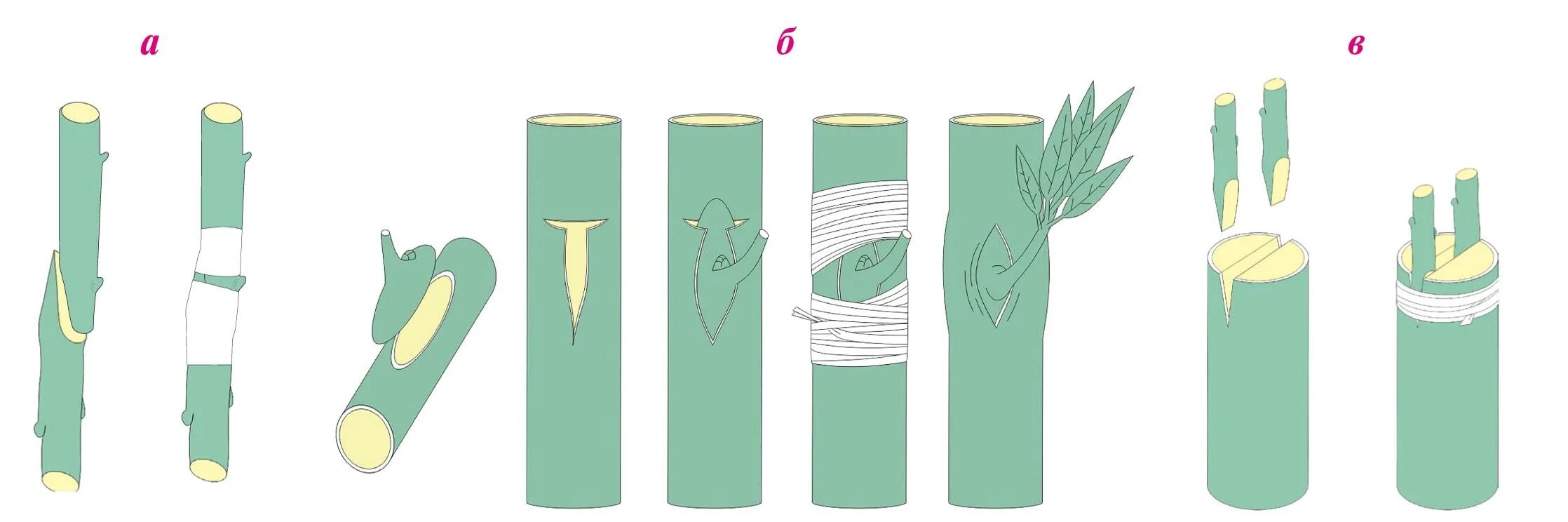Размножение глазком. Прививка растений вегетативное размножение. Метод прививки растений. Рисунок прививки растений. Окулировка рисунок.