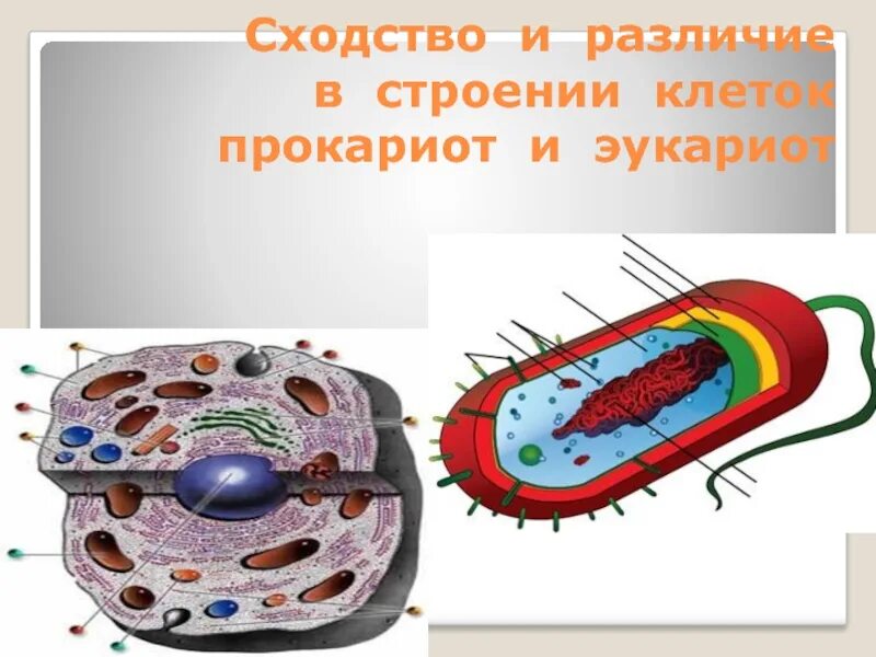 Прокариоты биология 5. Клетка эукариот. Клетки прокариот и эукариот. Строение клетки прокариот и эукариот. Прокариотная клетка и эукариотная клетка.