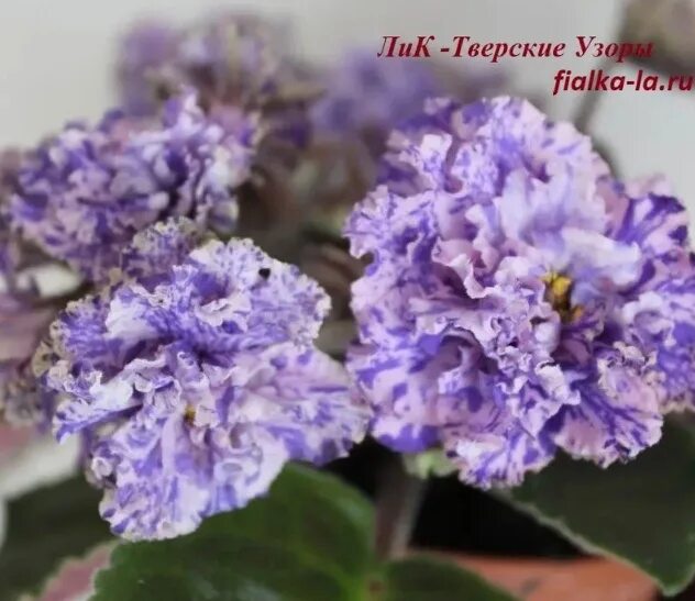 Фиалка АВ-Сто Розовых Заек (806-49). Узамбарская фиалка