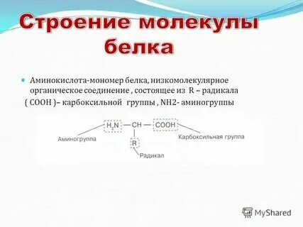 Формула соединения манометра в составе белковых молекул. Формула соединения манометра в составе белковых молекул