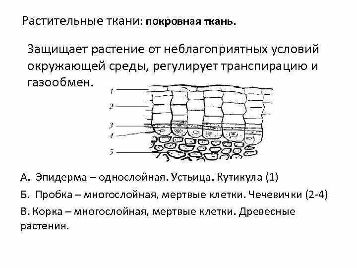 Толщина покровной ткани кактуса. Строение покровной ткани растений. Покровная ткань растений рисунок строение. Покровные ткани растений эпидерма. Строение эпидермы растений.