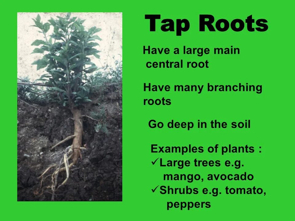 Soil Plant root. Root having. Корневая система авокадо. Корневая система бамбука.