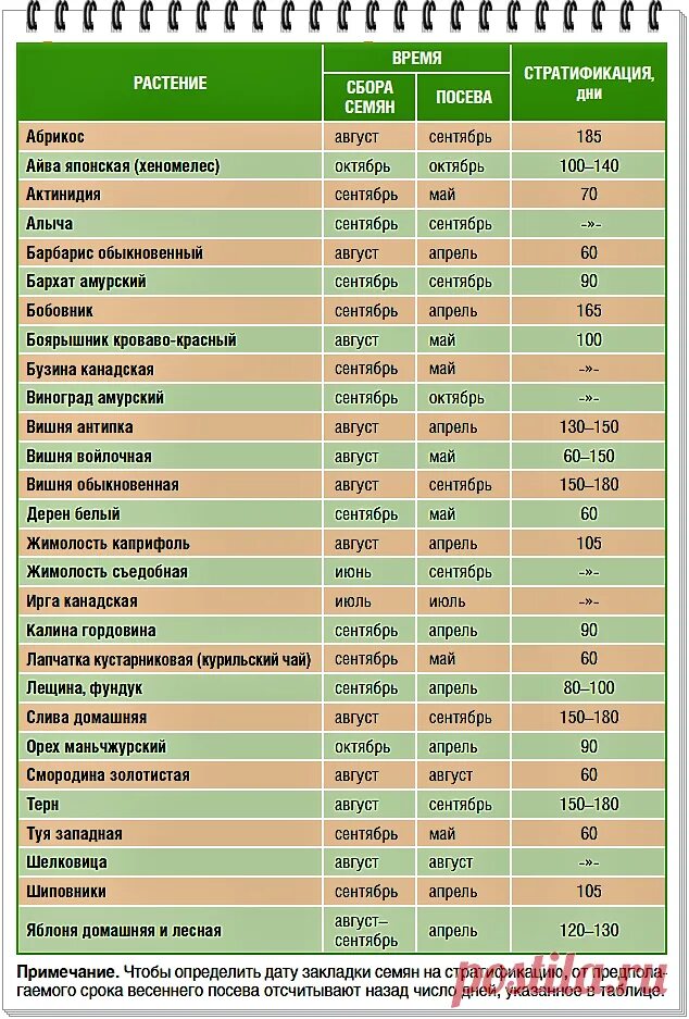 Время посева в 2024 году. Таблица стратификации семян цветов. Сроки стратификации семян таблица. Сроки стратификации семян цветов таблица. Семена требующие стратификации таблица.