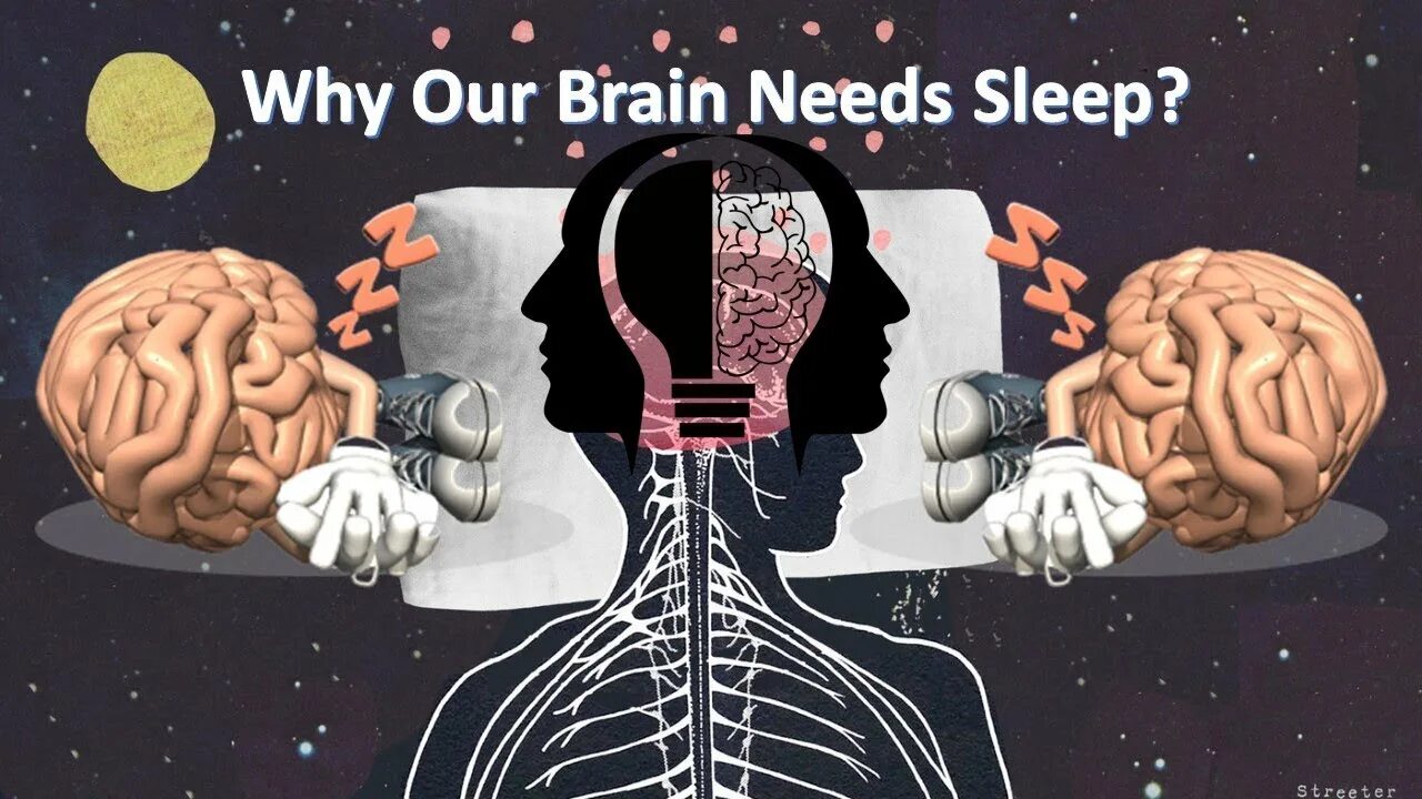 Сон и мозг. Почему the Brain. Sleeping Brain МРТЭ. The Brain works in Sleep.
