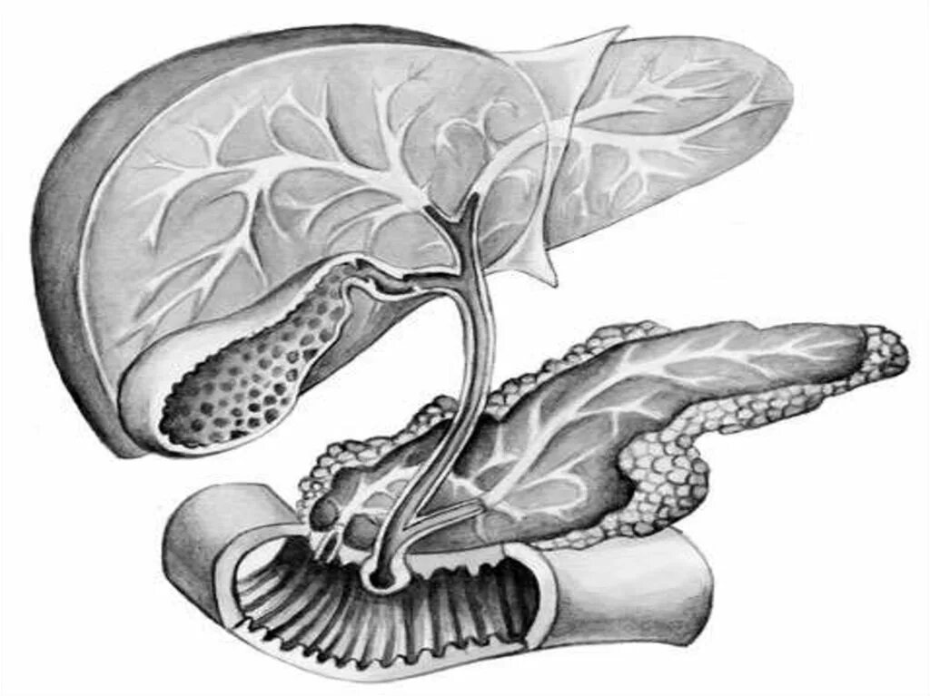 Поджелудочный желчный путь. Междольковые желчные протоки. Сегменты холедоха анатомия. Анатомия желчевыводящих путей рентген. Заболевания желчевыводящей системы.