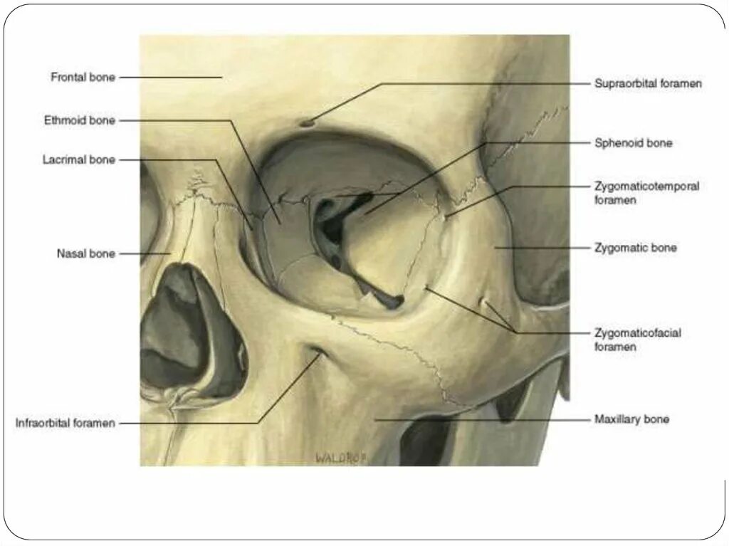 Левой глазницы. Верхняя глазничная щель анатомия. Глазничная кость анатомия. Полость глазницы анатомия. Череп анатомия нижняя глазничная щель.