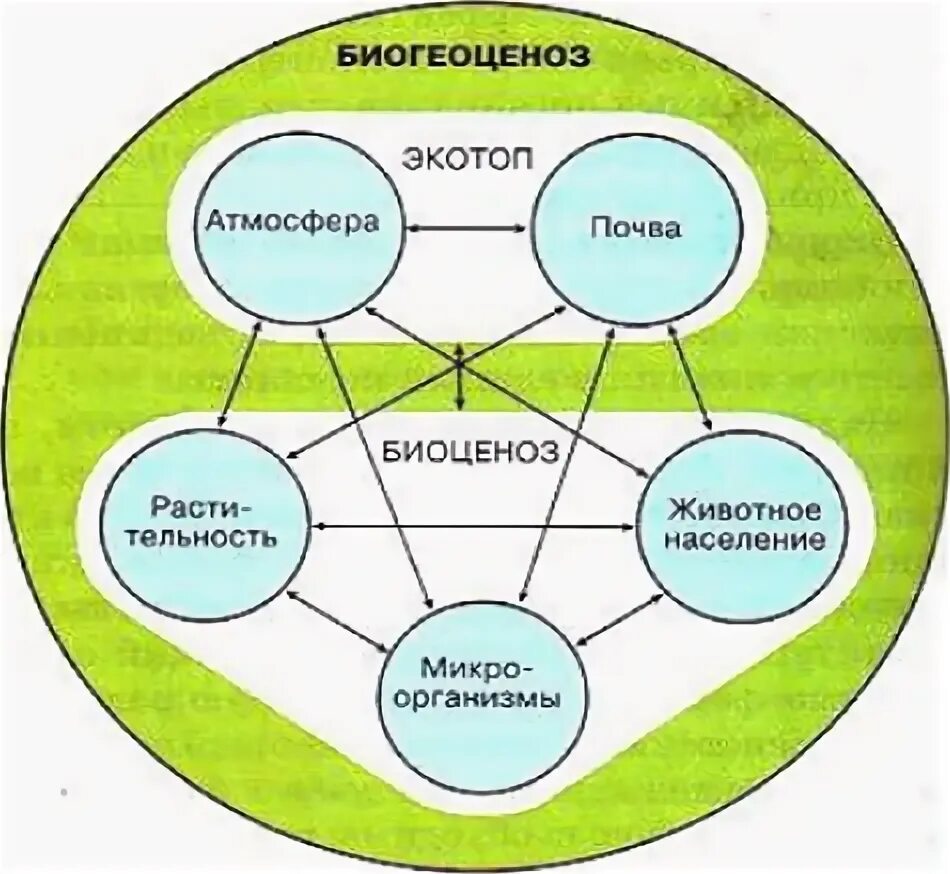 Биогеоценоз. Зооценоз фитоценоз микробиоценоз. Фитоценоз зооценоз микробоценоз схема. Роль зооценозов в биогеоценозах. Биогеоценоз основа