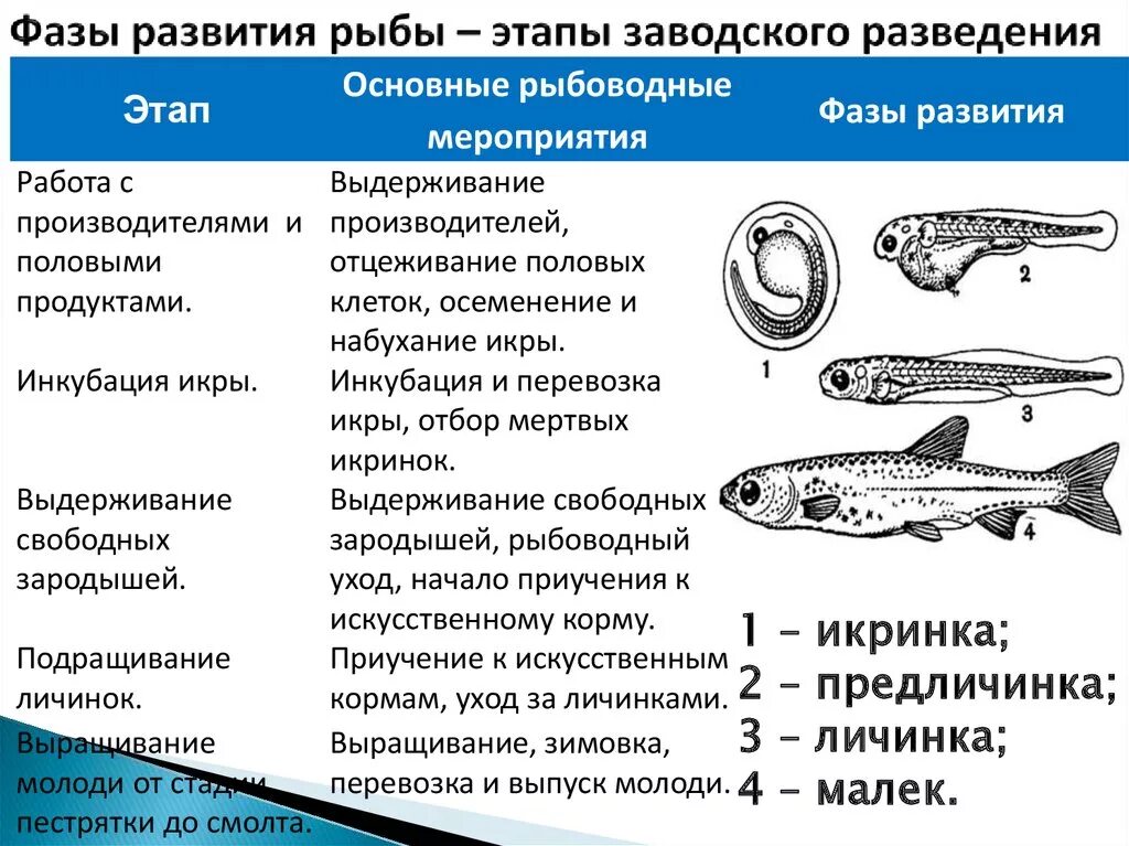 Этапы развития рыбы. Схема развития рыбы. Стадии развития рыбы. Развитие рыб таблица.