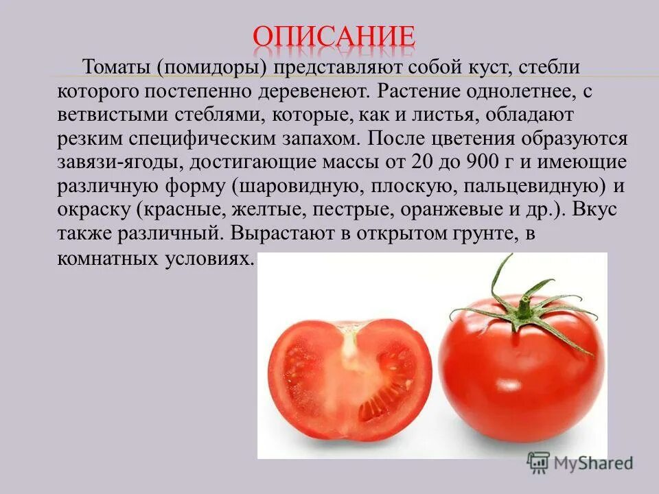 Томат описание растения 3 класс. Томат для 2 класса описание. Томат 5 класс биология. Доклад про помидор.