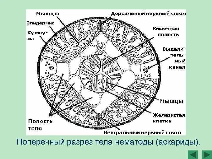 Поперечный разрез круглого червя. Поперечный срез самки аскариды. Круглые черви поперечный срез. Аскарида поперечный срез строение.