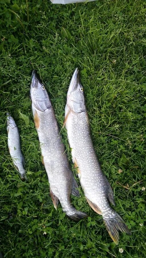 Рыбы и рыбалка. Зимняя рыбалка в кузбассе. Рыбалка в кузбассе-fishing. Рыболовство в кузбассе. Рыбалка в кузбассе.