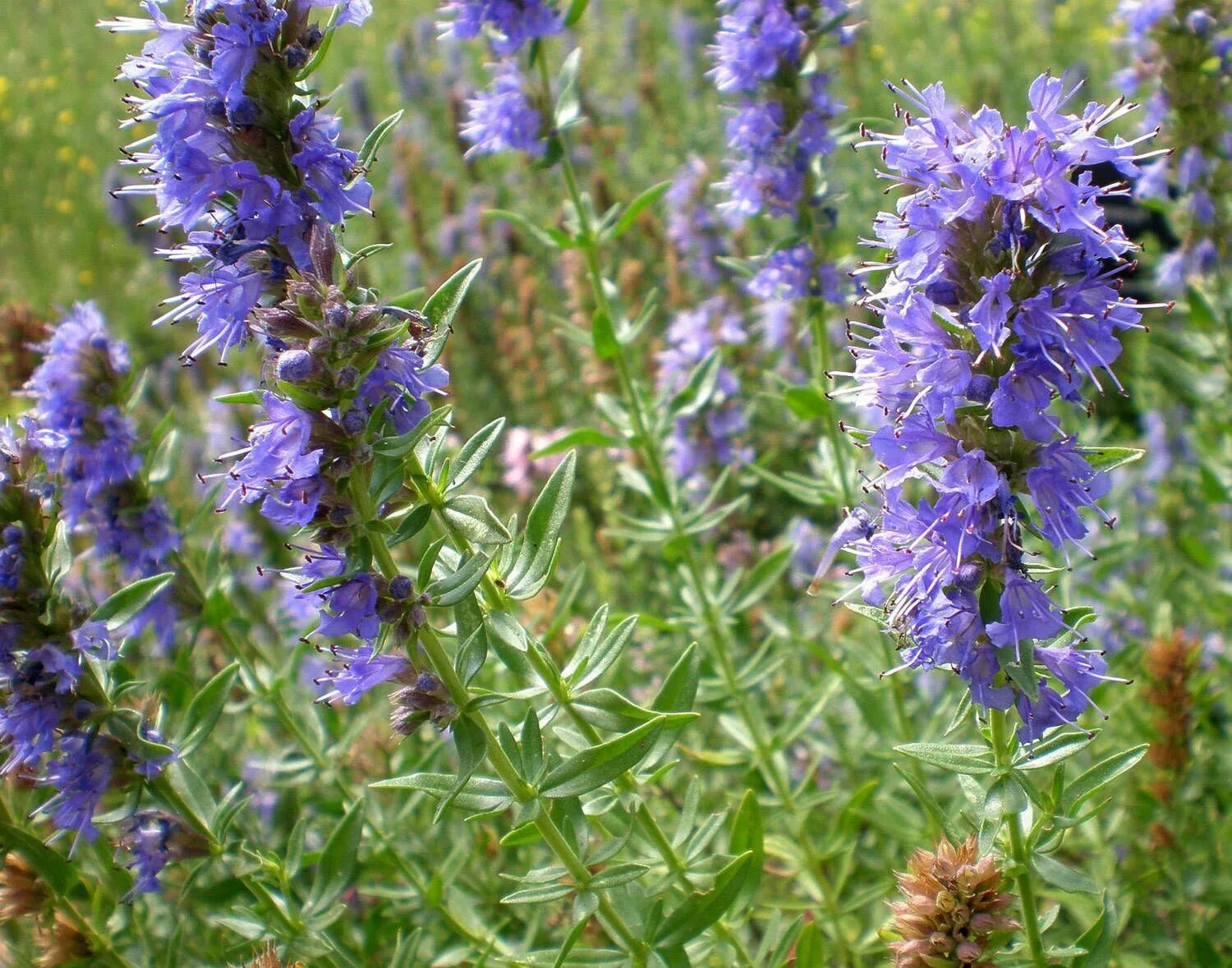 Иссоп лекарственный (hyssopus officinalis). Иссоп. Иссоп оффициналис. Иссоп лекарственный "розеус". Рута иссоп.