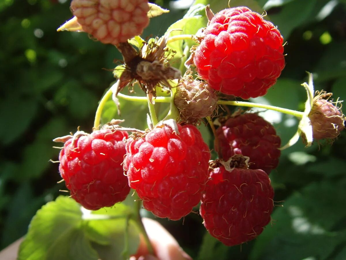Лесная малина вкусна и очень полезна. Малина дикая лесная. Малина лесная. Лесная малина вкусна и очень полезна. Малина обыкновенная кустарник.