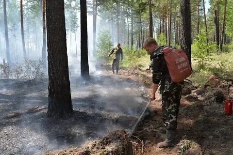 Лесная забайкальский край