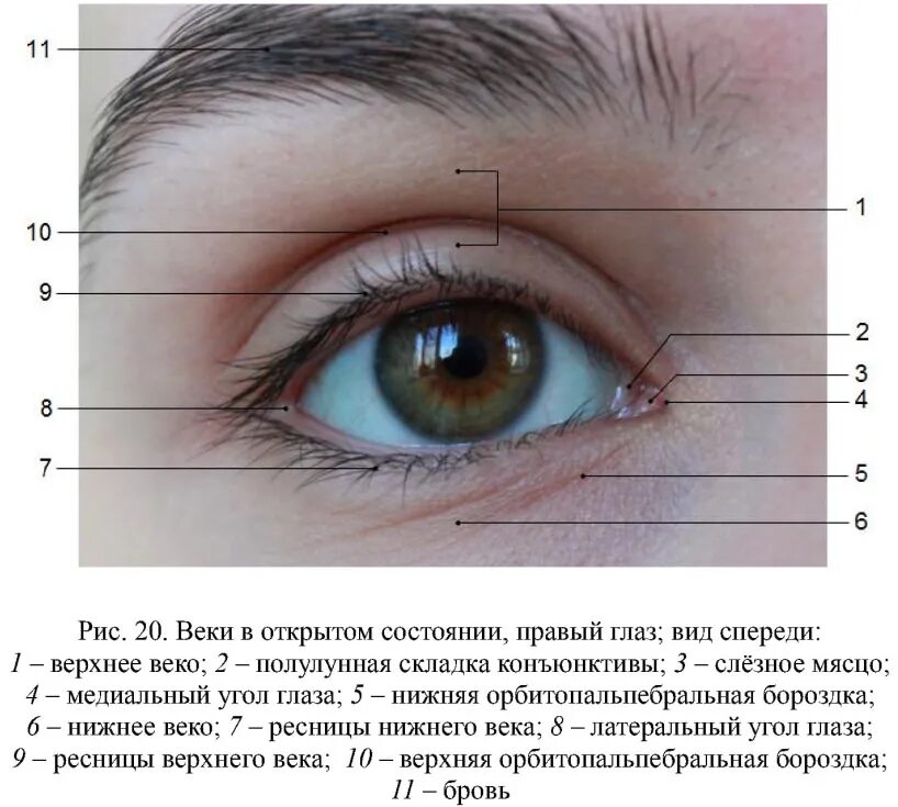 Строение глаза слезное мясцо. Слезное мясцо и третье веко. Строение верхнего века и эпикантуса. Полулунная складка глаза.