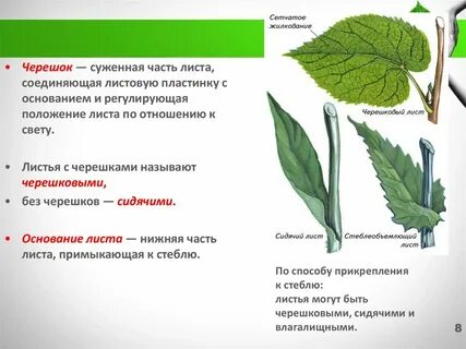 Методы листа c