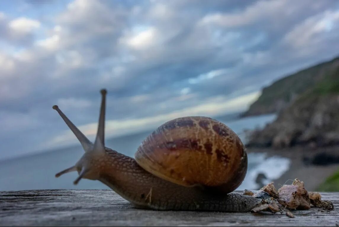 Морские брюхоногие. Брюхоногие моллюски в море. Брюхоногие морские улитки. Брюхоногие Байкала. Брюхоногие моллюски белого моря.