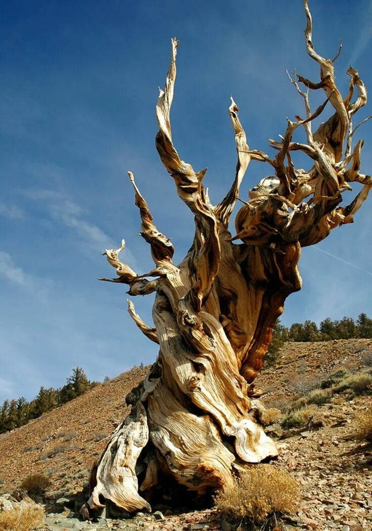 It is old tree