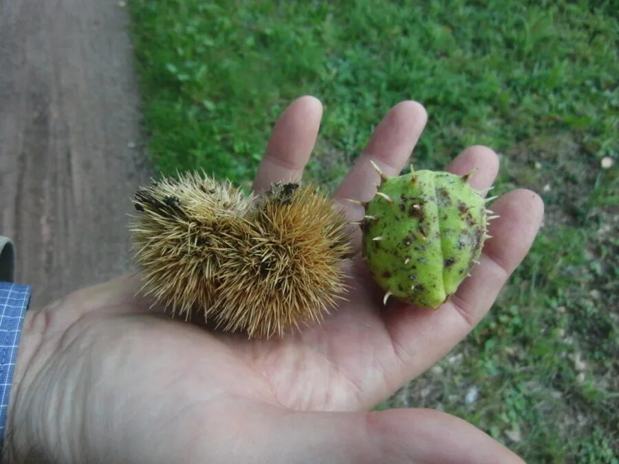 каштан конский орех. мохилхин плод. каштан орех съедобный. конский каштан от варикоза. конский каштан и съедобный каштан.