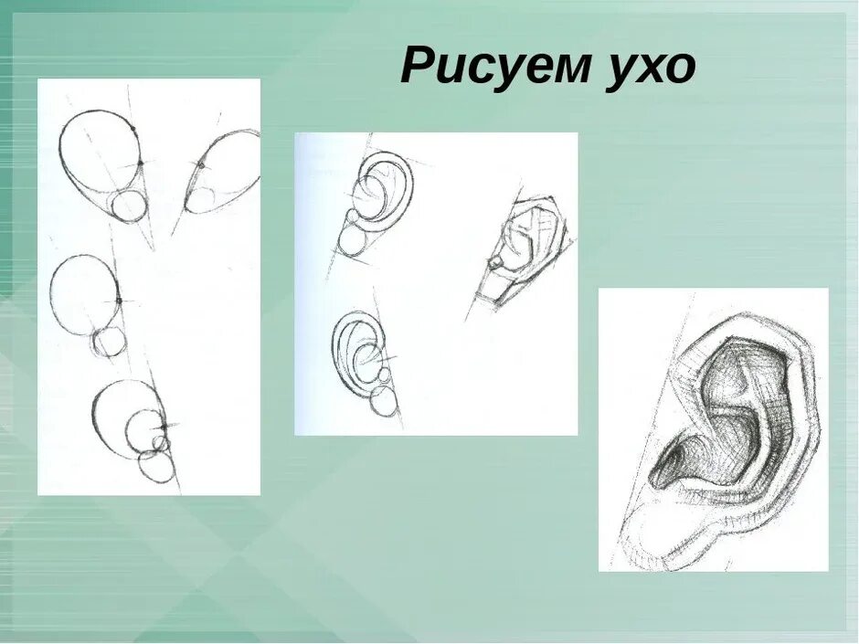 Уха поэтапно. Рисунок уха. Схема рисования ушей. Поэтапное рисование ушей. Ухо карандашом для начинающих.
