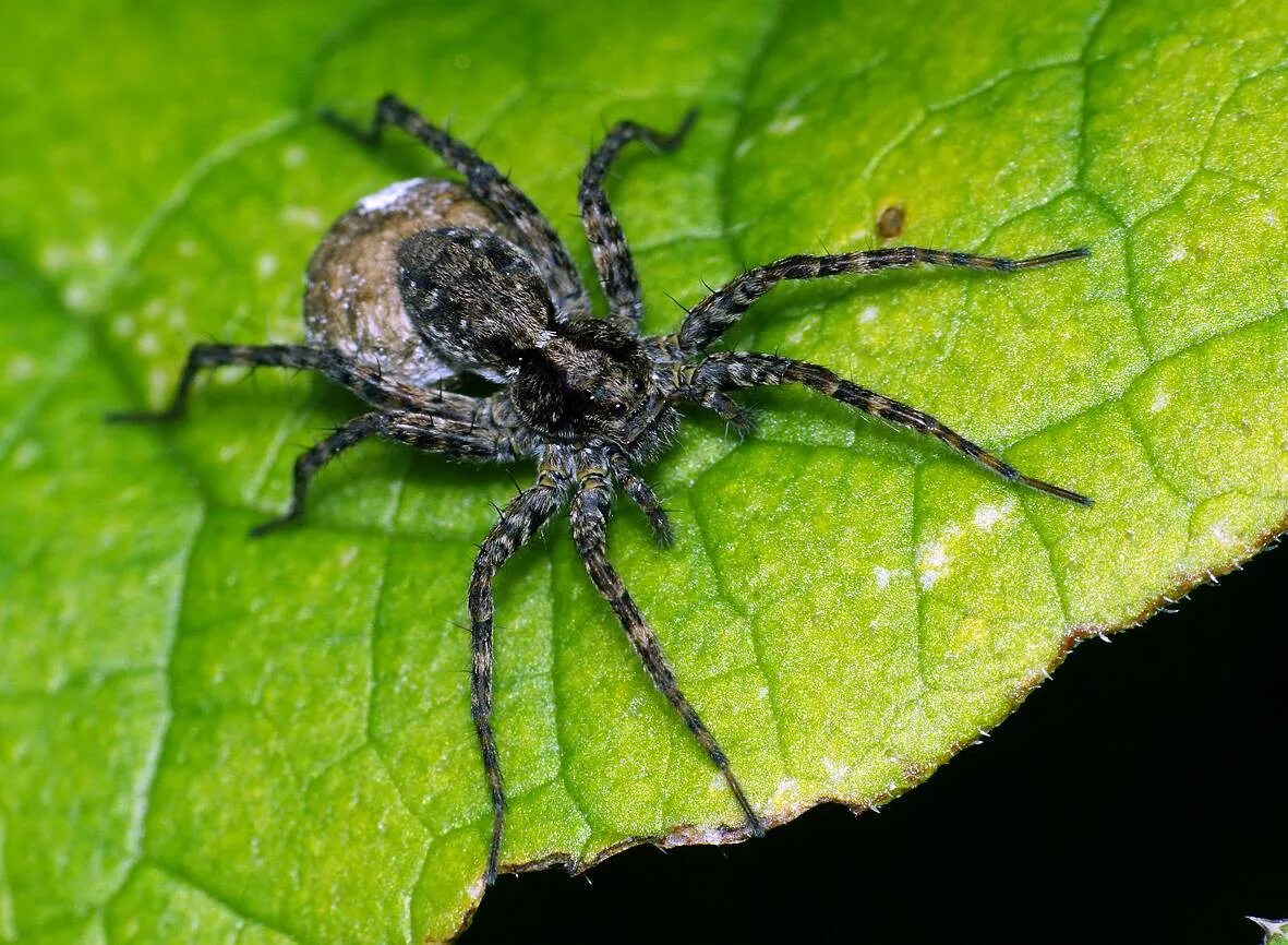 Пауки волки опасны для человека. Пауки волки – Lycosidae. Паук волк. Паук волк самка. Паук волк обыкновенный.