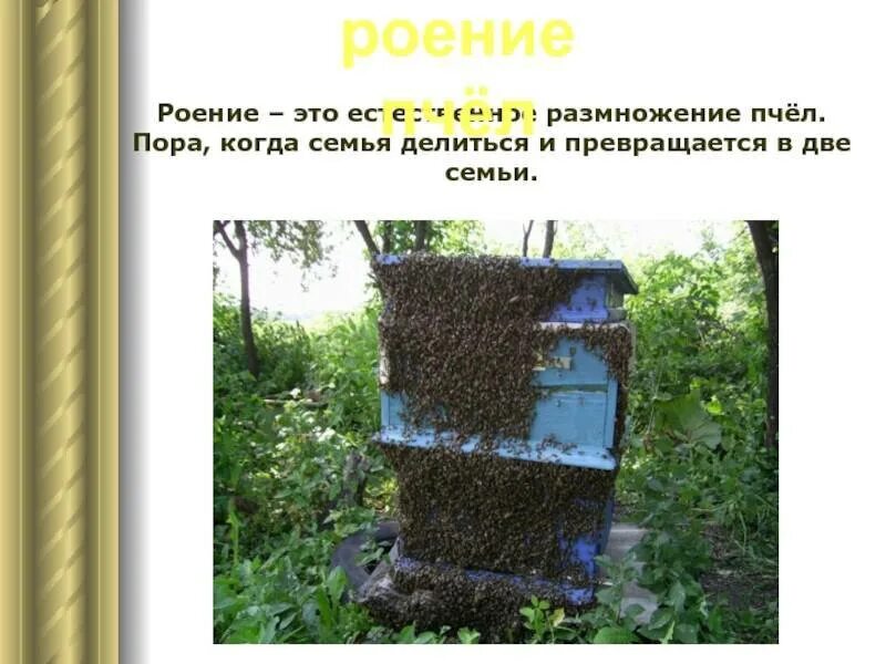 Процесс размножения пчел. Естественное роение пчел. размножение пчел. роение это в биологии. роение пчелиной семьи.