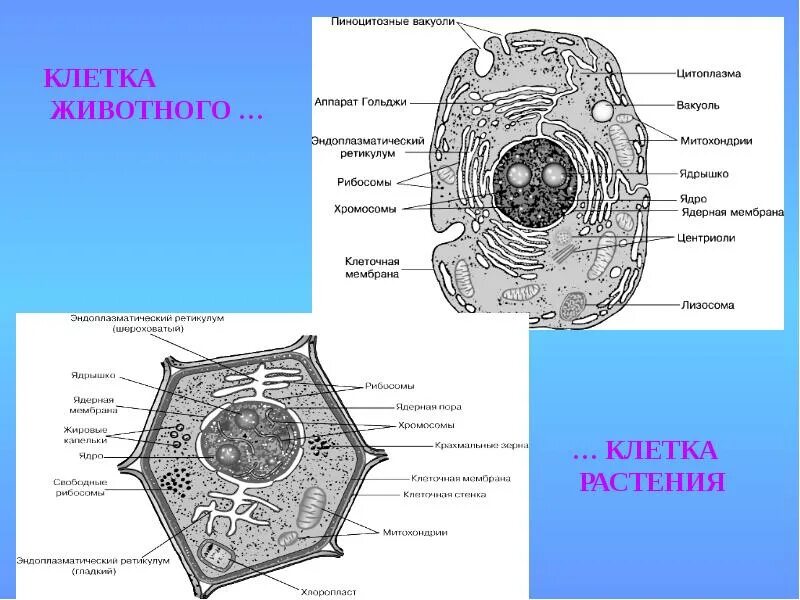 Клетка пояснение. Строение клетки животного. Клетка растения. Срез растительной клетки. Животная клетка.