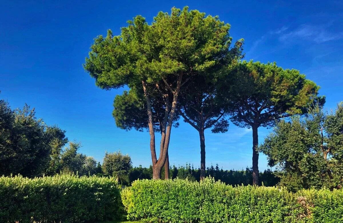 Пиния это. Пиния (Pinus pinea). Сосна итальянская Пиния. Кипарис Италия и Пиния. Итальянские сосны пинии в Италии.