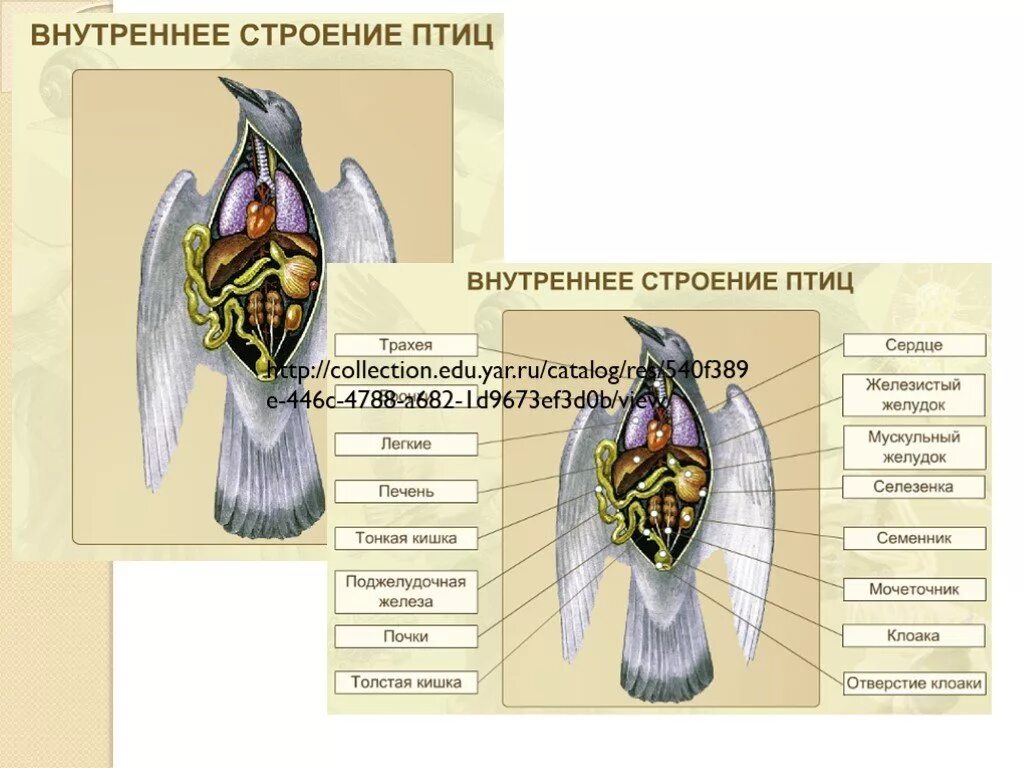 Система органов животных 8 класс биология. Строение систем органов животных. Системы органов животных 7 класс биология. Презентация на тему органы и системы органов животных. Органы и системы органов животных 7 класс.