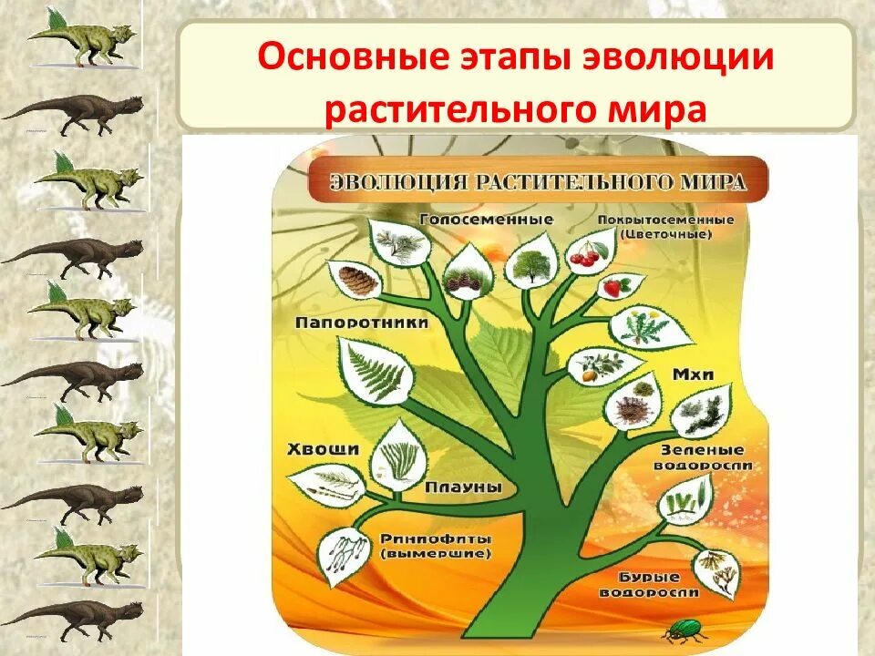 Усложнение организации покрытосеменных. Эволюционное Древо растений биология 7 класс. Этапы эволюционного развития растений биология 7 класс.