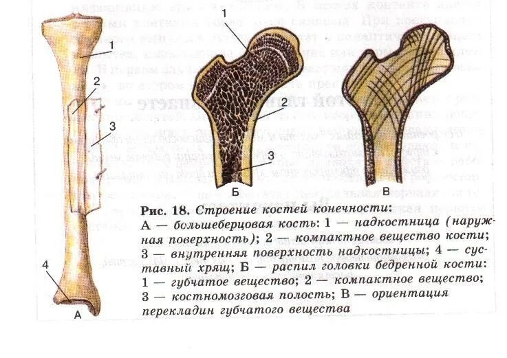 Губчатые кости образуют. Строение трубчатой кости. Губчатая кость строение. Строение губчатых костей. Строение трубчатой кости рисунок.